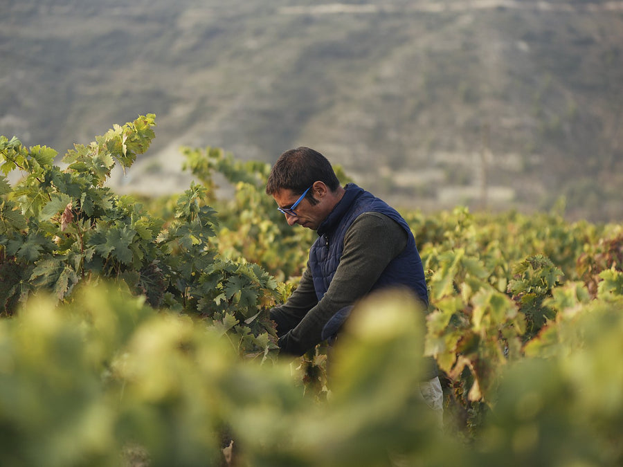 Weingut Viñedos del Contino