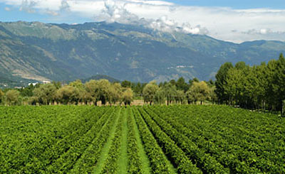 Weingut Brandolini