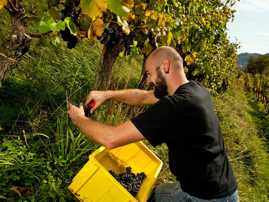 Weingut HerterWein