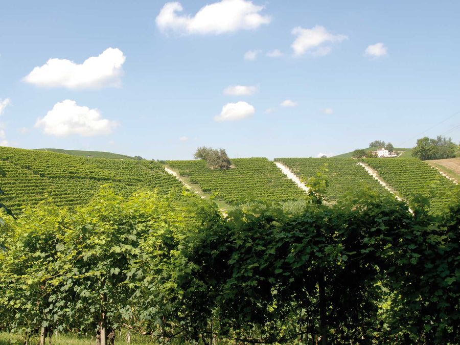 Weingut La Brenta d'Oro