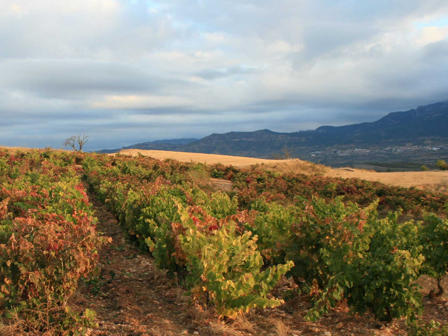 Weingut Finca Nueva