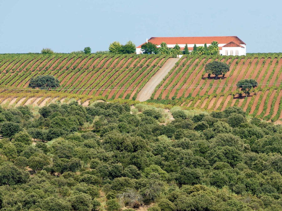Weingut Palacio Quemado