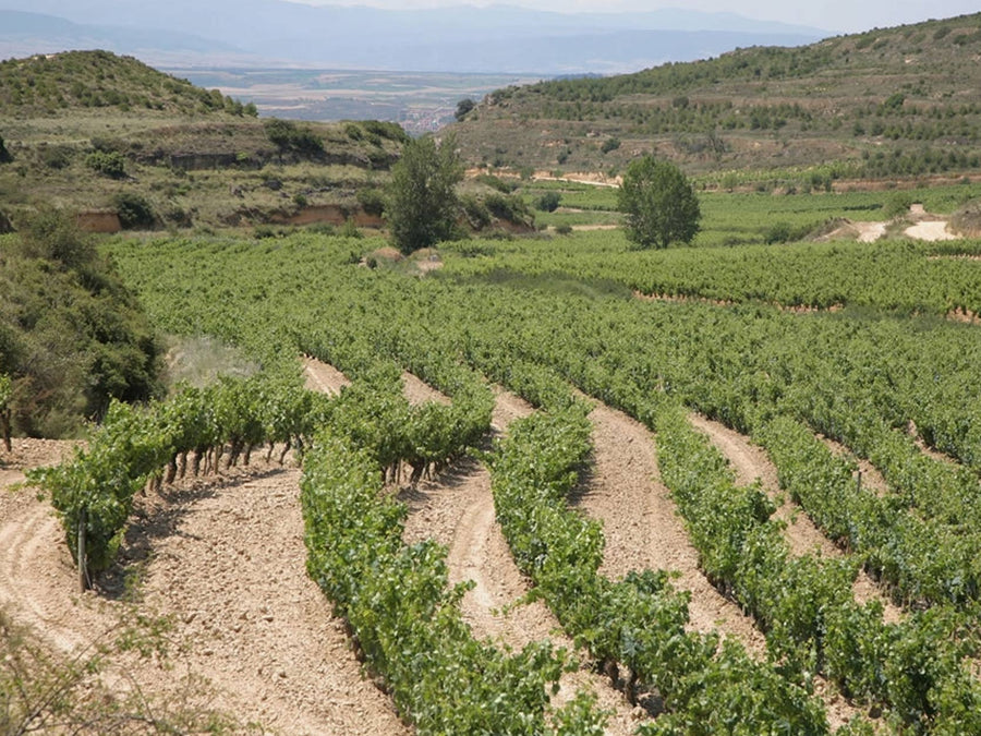 Weingut Señorío de San Vicente