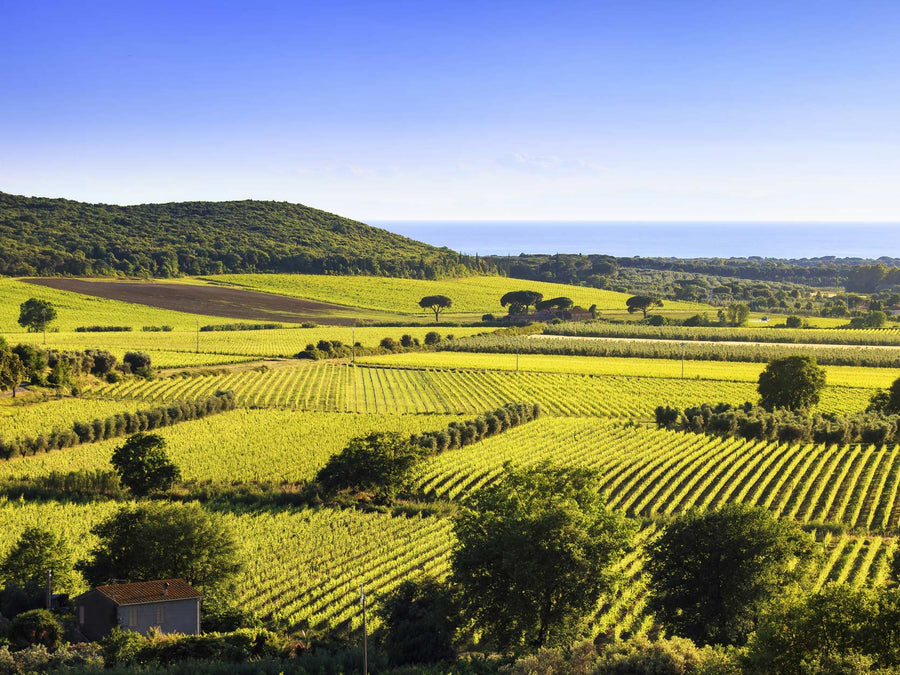 Weingut Tenuta Le Colonne
