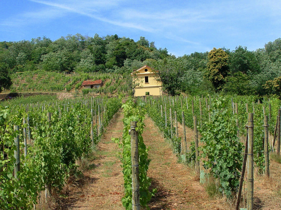 Weingut Le Piane