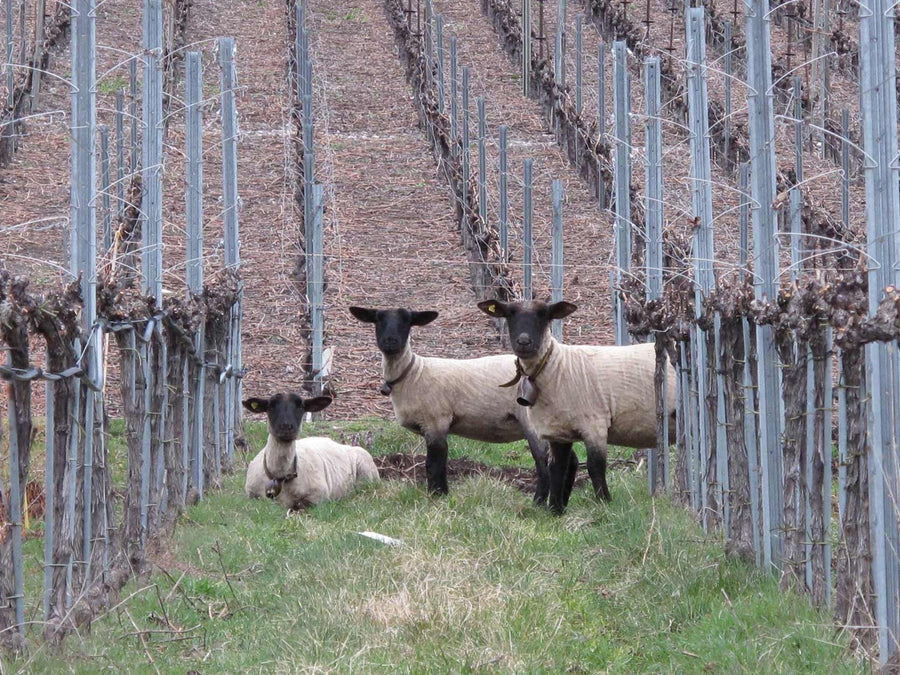 Weingut Cave Caloz