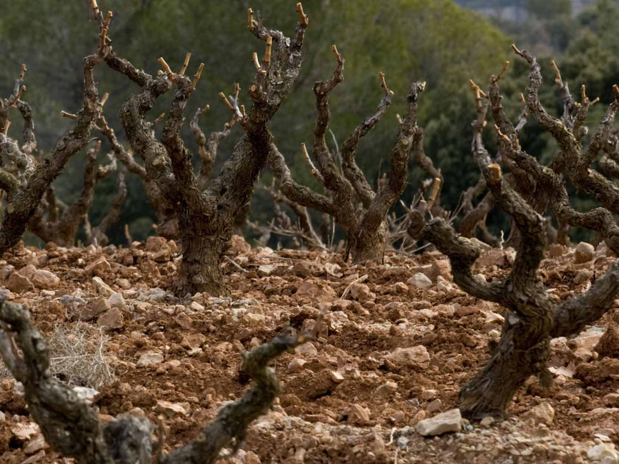 Weingut Terrasses del Montsant