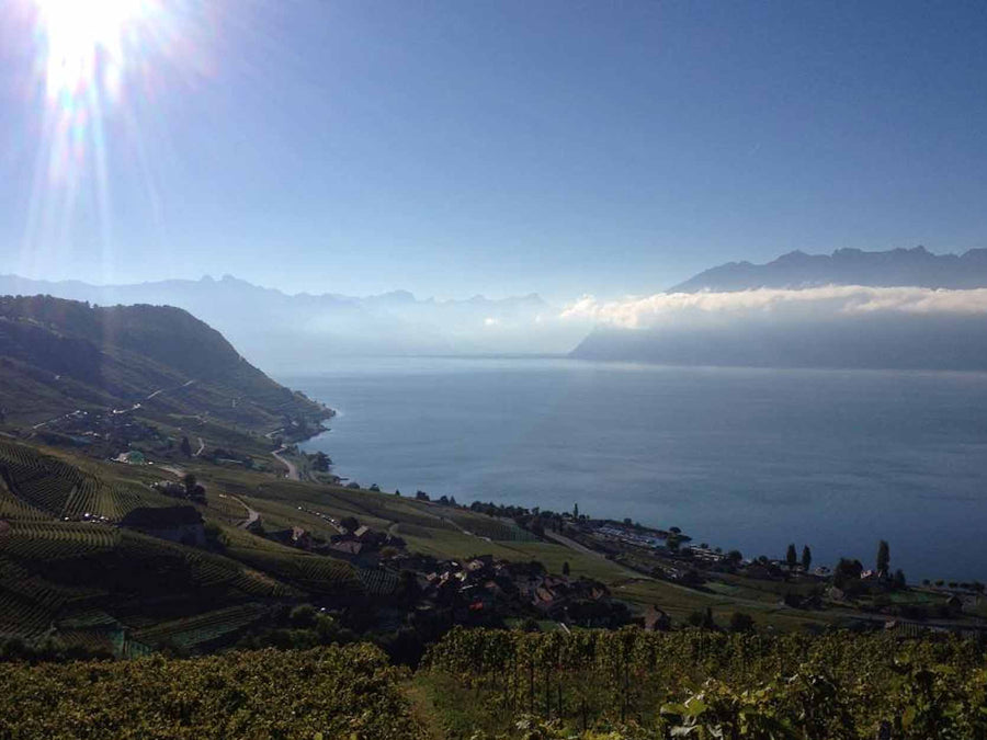 Weingut Jean-Luc Blondel