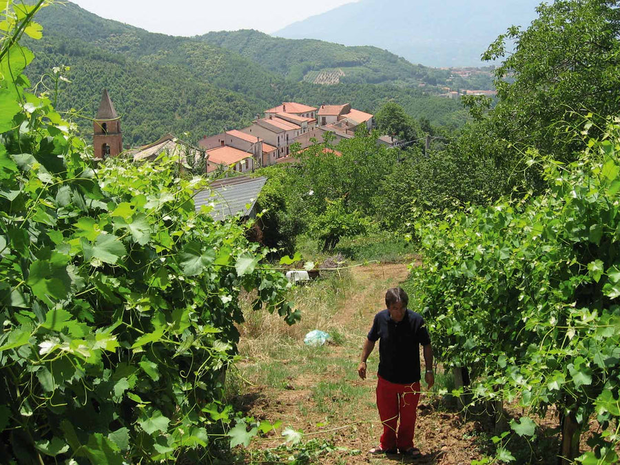 Weingut Macchialupa