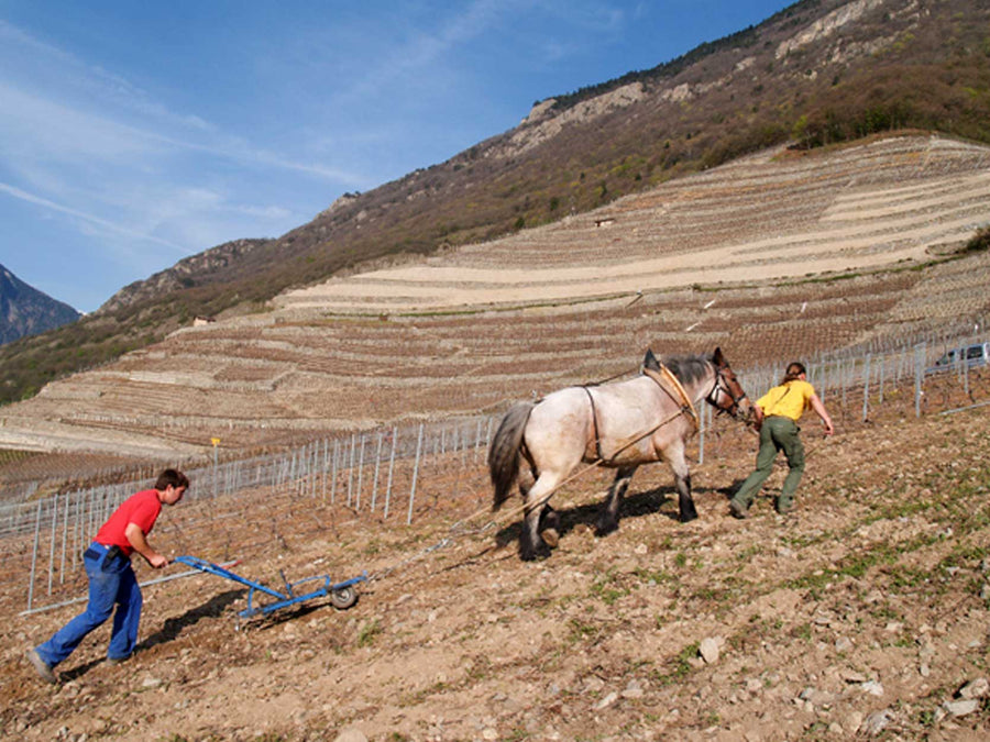 Weingut Olivier Pittet