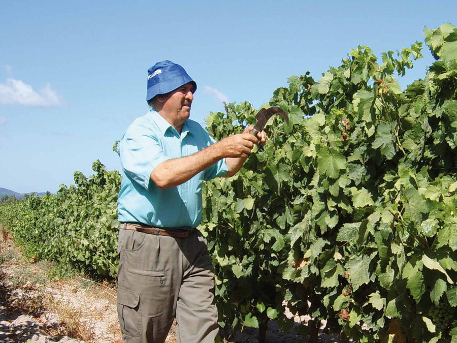 Weingut Melis