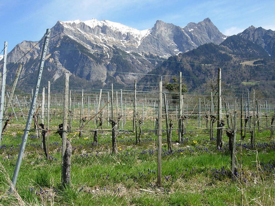 Weingut Sven Fröhlich