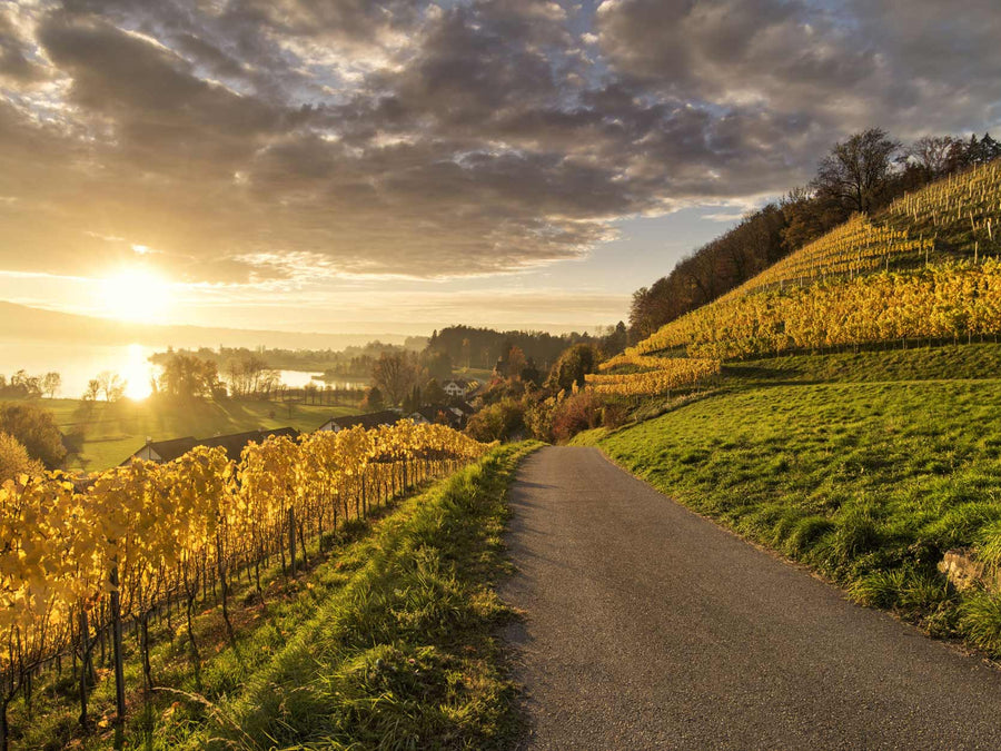 Weingut Höcklistein