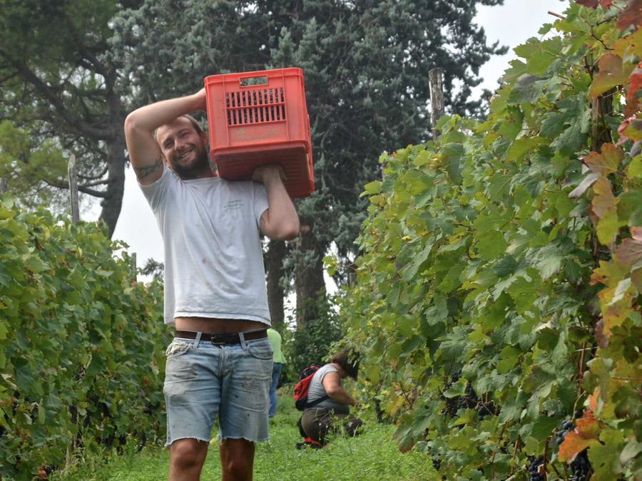 Weingut Cascina San Michele