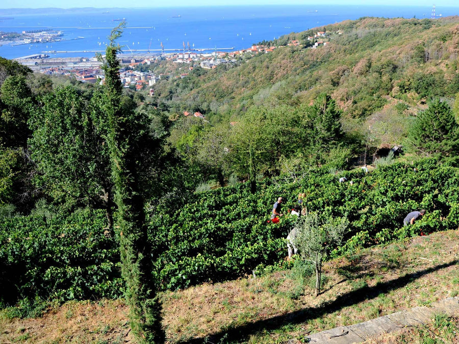 Weingut Kante