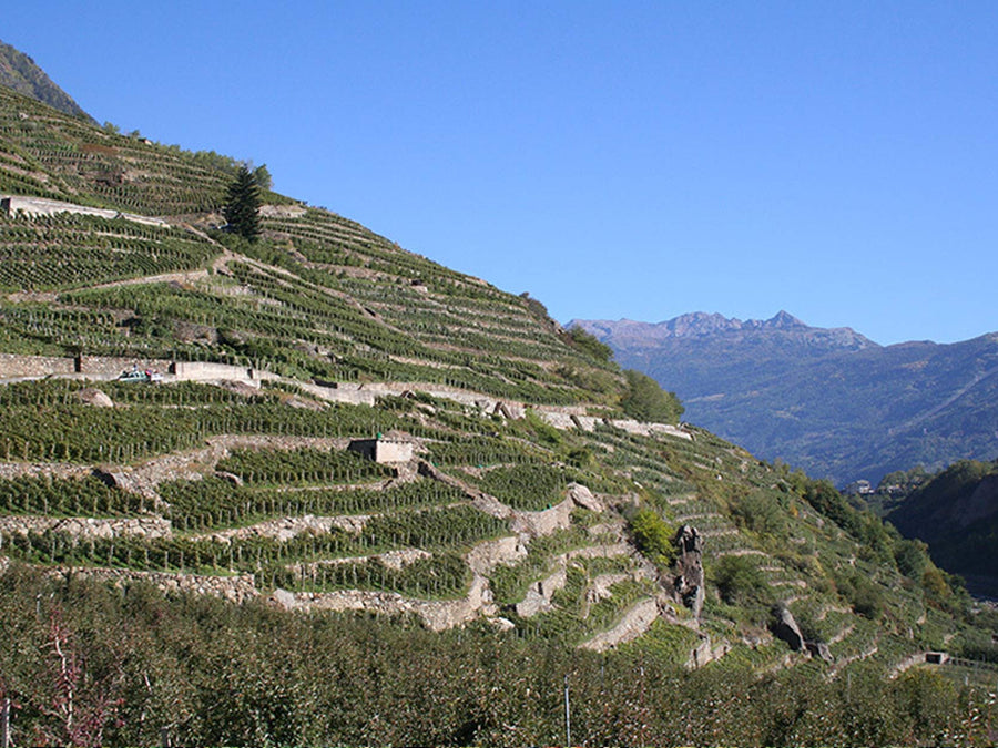 Weingut Pietro Triacca