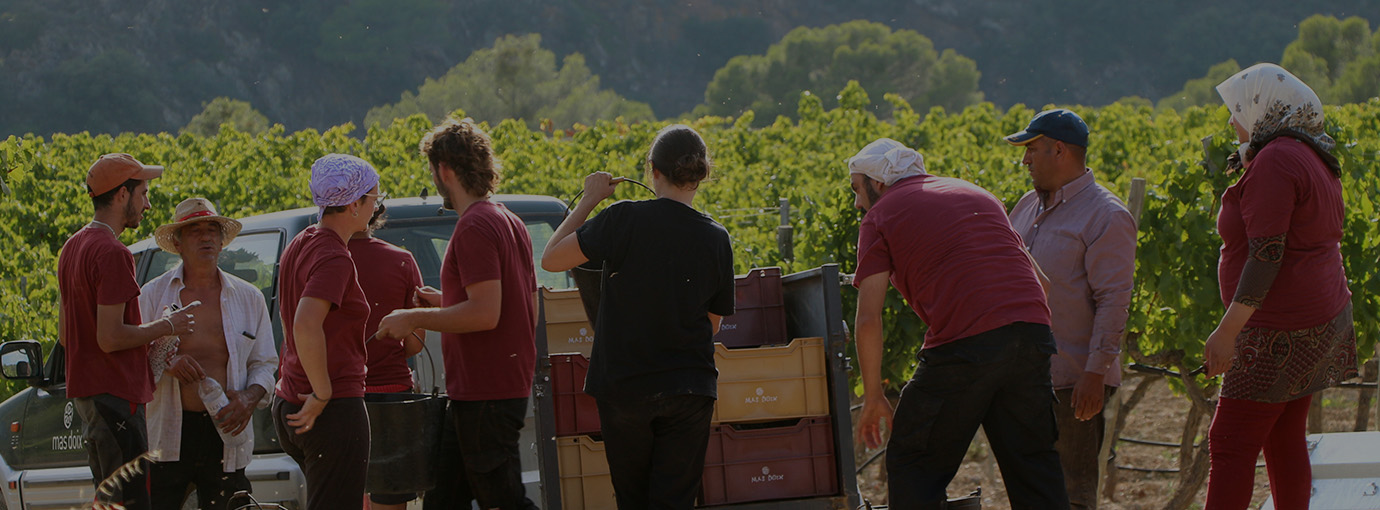 Mitarbeitende von Weingut Mas Doix in Spanien bei der Weinernte – Wein online bestellen bei der Vinothek Brancaia